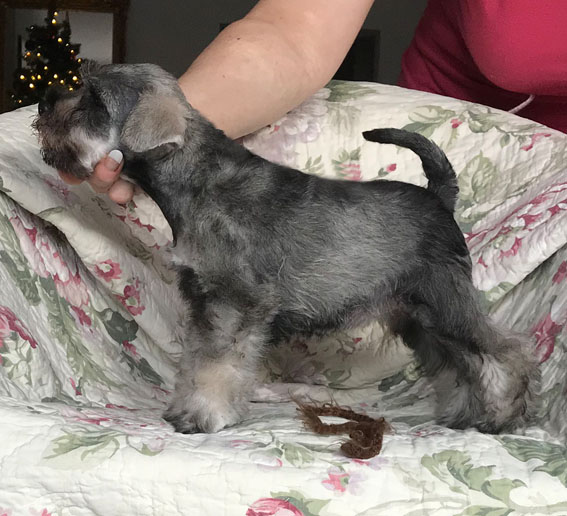 Bright Angel Peppersdegabritho Peppersdegabritho Zwergschnauzer