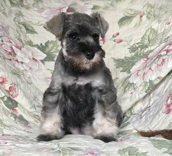 Bright Angel Peppersdegabritho Peppersdegabritho Zwergschnauzer