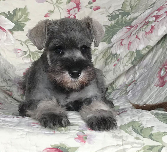 Bright Angel Peppersdegabritho Peppersdegabritho Zwergschnauzer