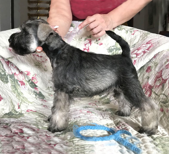 Bad Boy Peppersdegabritho Peppersdegabritho Zwergschnauzer