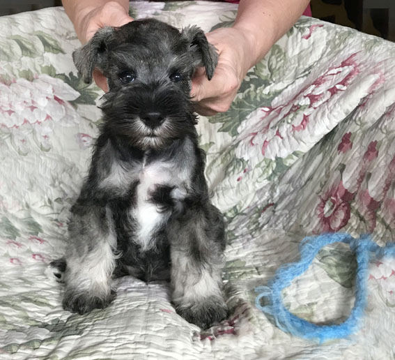 Bad Boy Peppersdegabritho Peppersdegabritho Zwergschnauzer