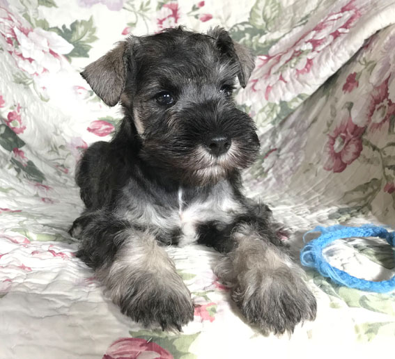 Bad Boy Peppersdegabritho Peppersdegabritho Zwergschnauzer