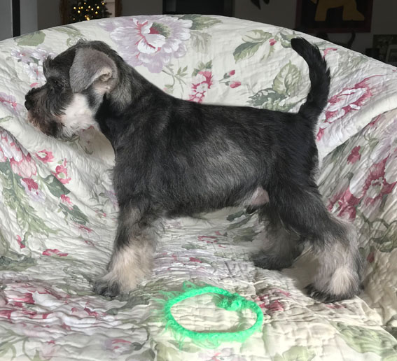 Big Daddy Peppersdegabritho Peppersdegabritho Zwergschnauzer