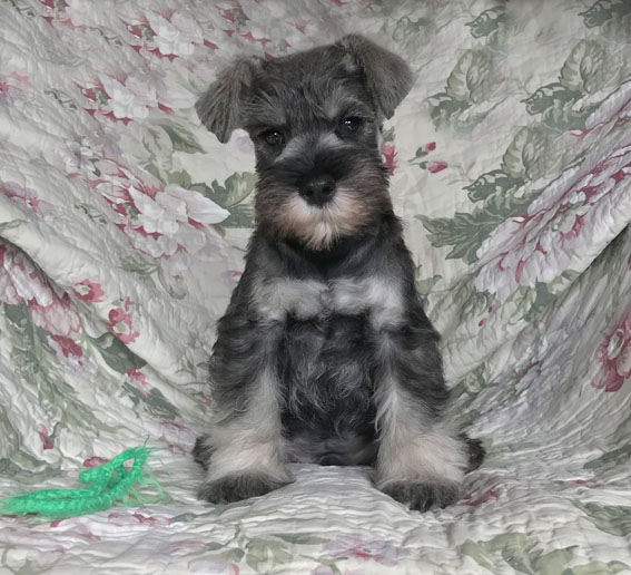 Big Daddy Peppersdegabritho Peppersdegabritho Zwergschnauzer