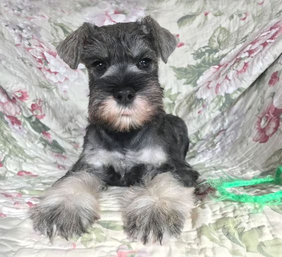 Big Daddy Peppersdegabritho Peppersdegabritho Zwergschnauzer