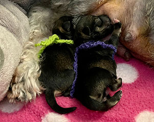 C-Wurf Peppergabito Zwergschnauzer