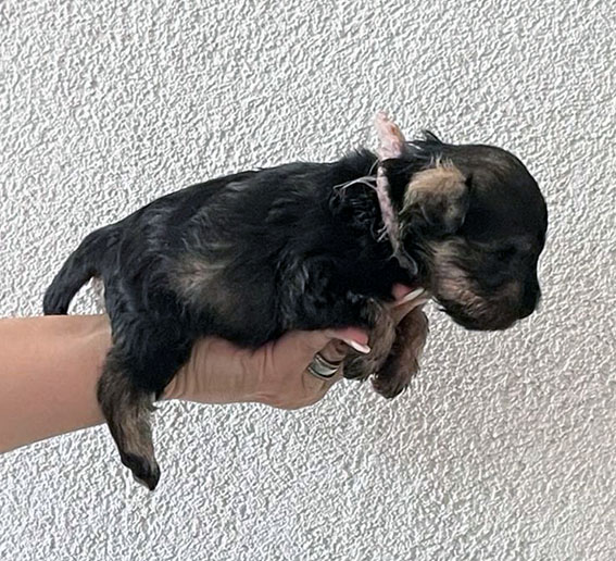 Clarabella Peppersdegabritho Peppersdegabritho Zwergschnauzer