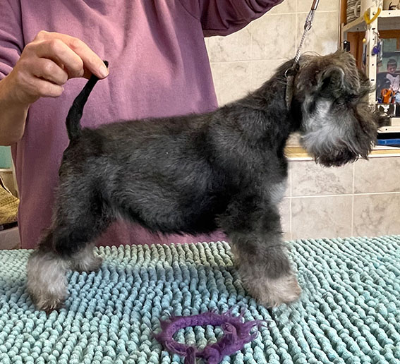 Clarabella Peppersdegabritho Peppersdegabritho Zwergschnauzer