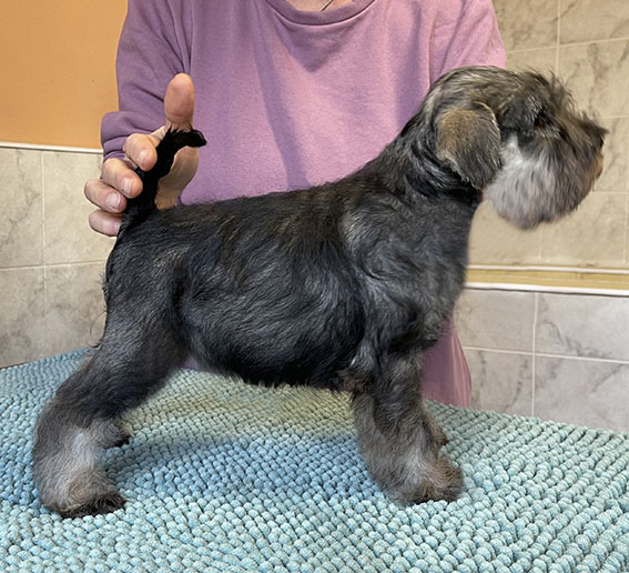 Cinderella Peppersdegabritho Peppersdegabritho Zwergschnauzer