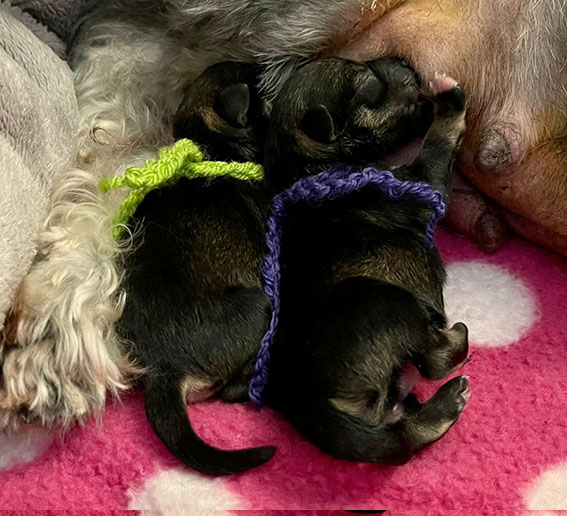 C-Wurf Peppersdegabritho Zwergschnauzer C-Wurf Peppersdegabritho Zwergschnauzer