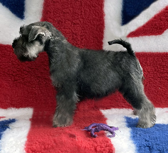 Clarabella Peppersdegabritho Peppersdegabritho Zwergschnauzer