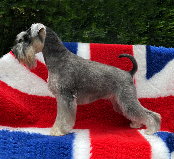 Ezüst Granit Fantastic Peppergabito: Peppersdegabritho - Zwergschnauzer / Miniature Schnauzer