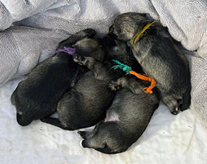 Peppergabito Zwergschnauzer