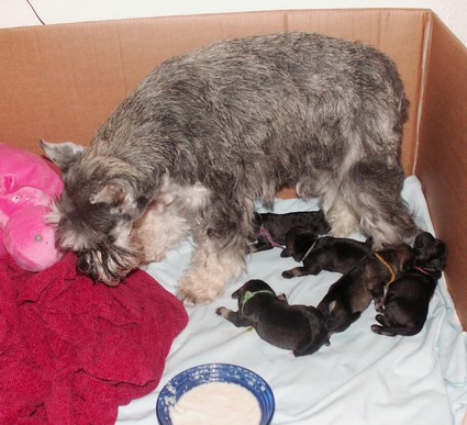 M-Wurf Peppersdegabritho Zwergschnauzer Peppersdegabritho Zwergschnauzer