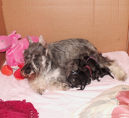 M-Wurf Peppersdegabritho Zwergschnauzer Peppersdegabritho Zwergschnauzer