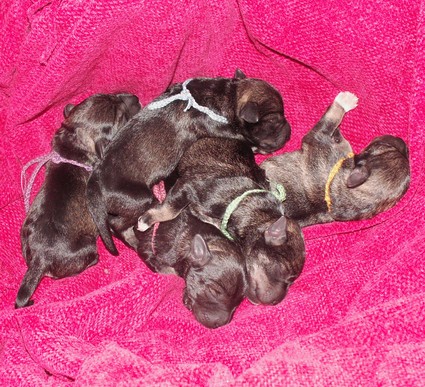 M-Wurf Peppersdegabritho Zwergschnauzer Peppersdegabritho Zwergschnauzer