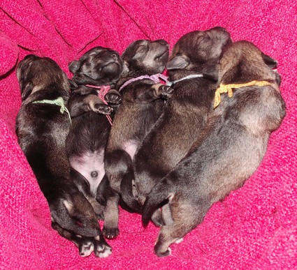 M-Wurf Peppersdegabritho Zwergschnauzer Peppersdegabritho Zwergschnauzer