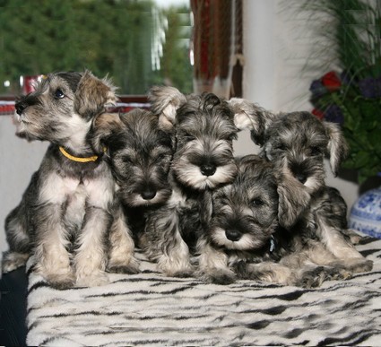 M-Wurf Peppersdegabritho Zwergschnauzer Peppersdegabritho Zwergschnauzer