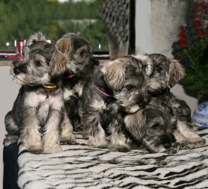 M-Wurf Peppersdegabritho Zwergschnauzer Peppersdegabritho Zwergschnauzer