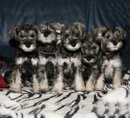 M-Wurf Peppersdegabritho Zwergschnauzer Peppersdegabritho Zwergschnauzer