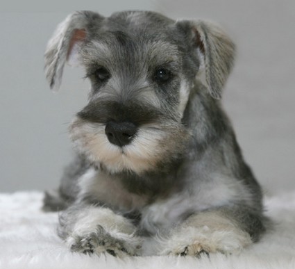 Max Peppersdegabritho Peppersdegabritho Zwergschnauzer