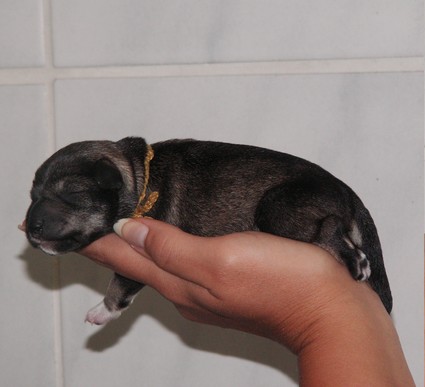 Max Peppersdegabritho Peppersdegabritho Zwergschnauzer