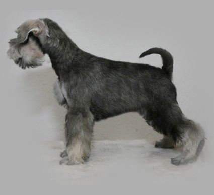 Mickey Peppersdegabritho Peppersdegabritho Zwergschnauzer