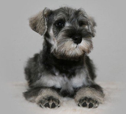 Mickey Peppersdegabritho Peppersdegabritho Zwergschnauzer