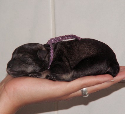 Mickey Peppersdegabritho Peppersdegabritho Zwergschnauzer