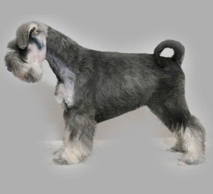 Minnie Peppersdegabritho Peppersdegabritho Zwergschnauzer