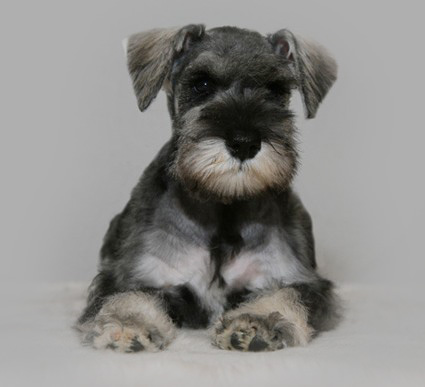 Minnie Peppersdegabritho Peppersdegabritho Zwergschnauzer