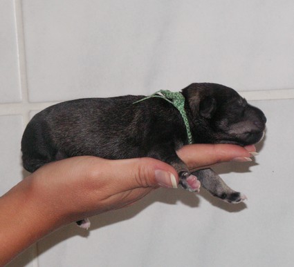 Minnie Peppersdegabritho Peppersdegabritho Zwergschnauzer