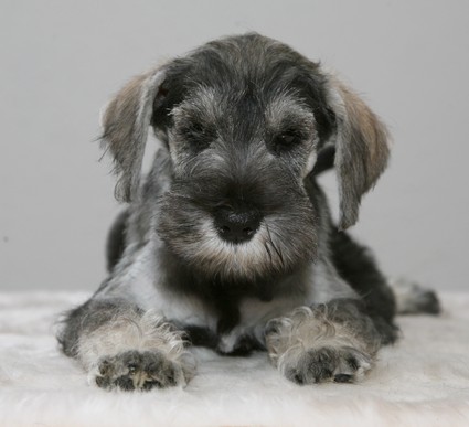 Moritz Peppersdegabritho Peppersdegabritho Zwergschnauzer