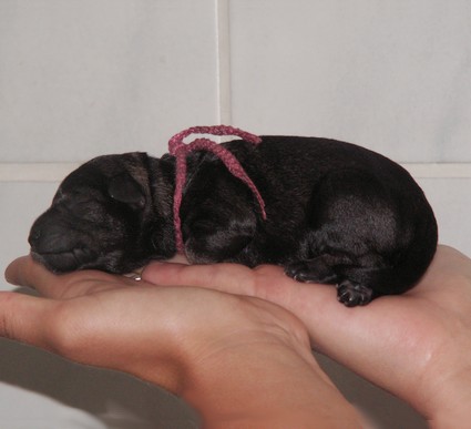 Moritz Peppersdegabritho Peppersdegabritho Zwergschnauzer