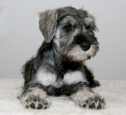 Mouce Peppersdegabritho Peppersdegabritho Zwergschnauzer