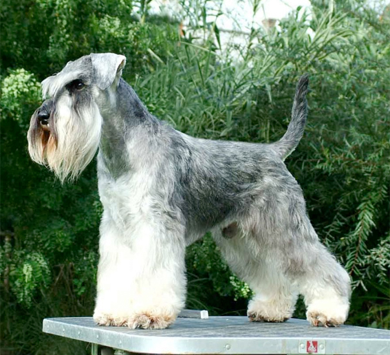 Mac Links Nordic Delight Peppersdegabritho Zwergschnauzer