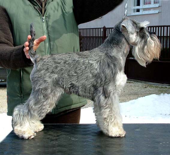 Mac Links Nordic Delight Peppersdegabritho Zwergschnauzer