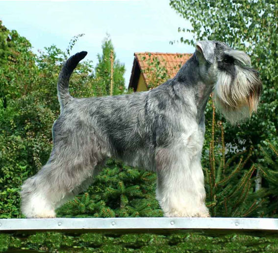 Mac Links Nordic Delight Peppersdegabritho Zwergschnauzer