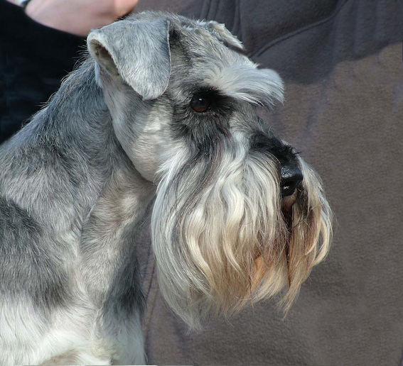 Mac Links Nordic Delight Peppersdegabritho Zwergschnauzer