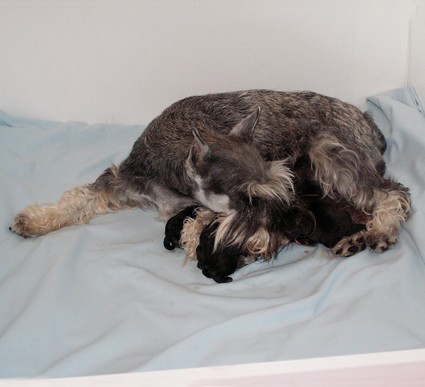 N-Wurf Peppersdegabritho Zwergschnauzer Peppersdegabritho Zweergschnauzer