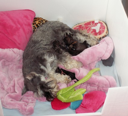 N-Wurf Peppersdegabritho Zwergschnauzer Peppersdegabritho Zweergschnauzer