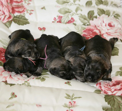 N-Wurf Peppersdegabritho Zwergschnauzer Peppersdegabritho Zweergschnauzer