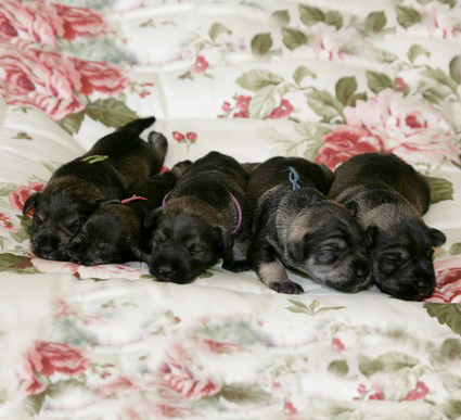 N-Wurf Peppersdegabritho Zwergschnauzer Peppersdegabritho Zweergschnauzer