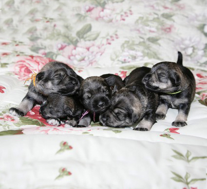 N-Wurf Peppersdegabritho Zwergschnauzer Peppersdegabritho Zweergschnauzer