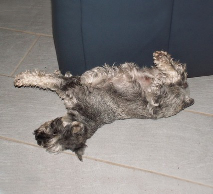 N-Wurf Peppersdegabritho Zwergschnauzer Peppersdegabritho Zweergschnauzer