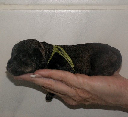 Neunmalklug Peppersdegabritho Peppersdegabritho Zweergschnauzer