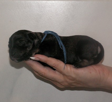 Naseweis Peppersdegabritho Peppersdegabritho Zweergschnauzer