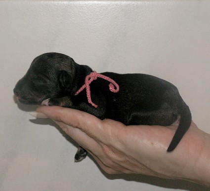 Nikolous Peppersdegabritho Peppersdegabritho Zweergschnauzer