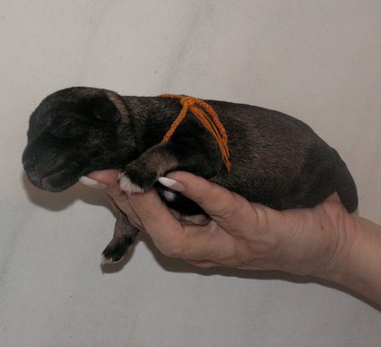 Nimmersatt Peppersdegabritho Peppersdegabritho Zweergschnauzer