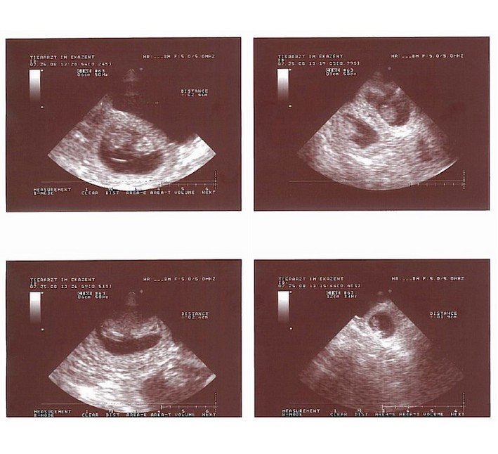 N-Wurf Peppersdegabritho Zwergschnauzer Peppersdegabritho Zweergschnauzer